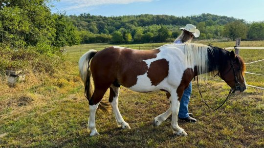 The Cowboy Whisperer - Episode 5 - THE FOREST